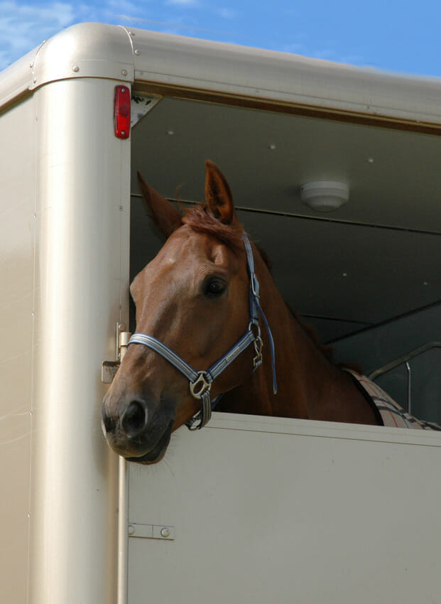Vervoer van paarden